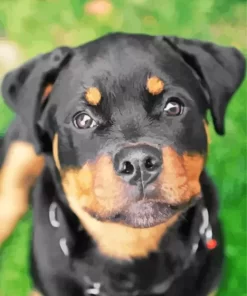 Close Up Rottweiler Paint by Number