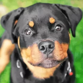 Close Up Rottweiler Paint by Number