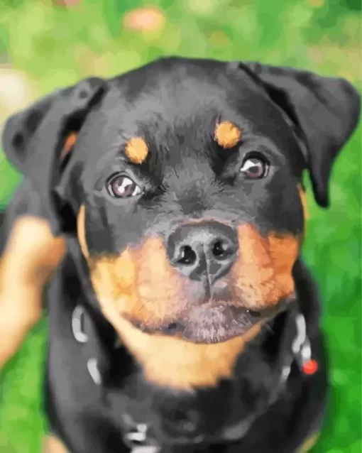 Close Up Rottweiler Paint by Number