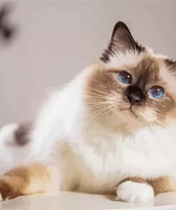 Cute Birman Cat Paint by Number