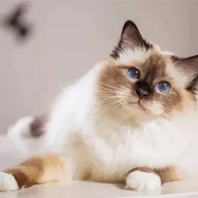 Cute Birman Cat Paint by Number