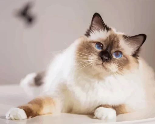 Cute Birman Cat Paint by Number