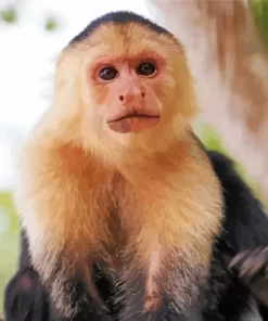 Cute Capuchin Animal Paint by Number