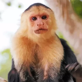 Cute Capuchin Animal Paint by Number