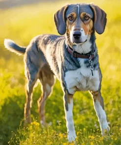 Cute Coonhound Paint by Number