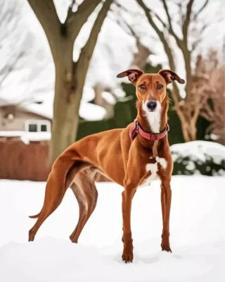 Greyhound In Snow Paint by Number