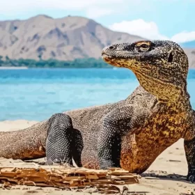 Komodo Dragon Lizard Paint by Number