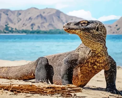 Komodo Dragon Lizard Paint by Number