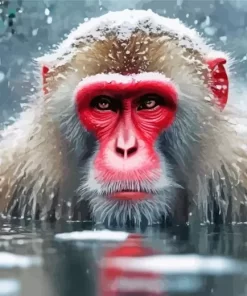 Macaque In Water Paint by Numbers