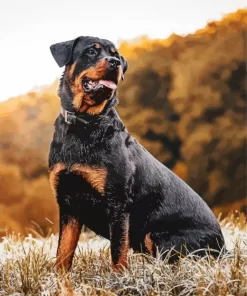 Happy Rottweiler Animal Paint by Number