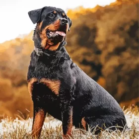 Happy Rottweiler Animal Paint by Number