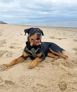 Rottweiler At Beach Paint by Number