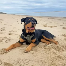 Rottweiler At Beach Paint by Number