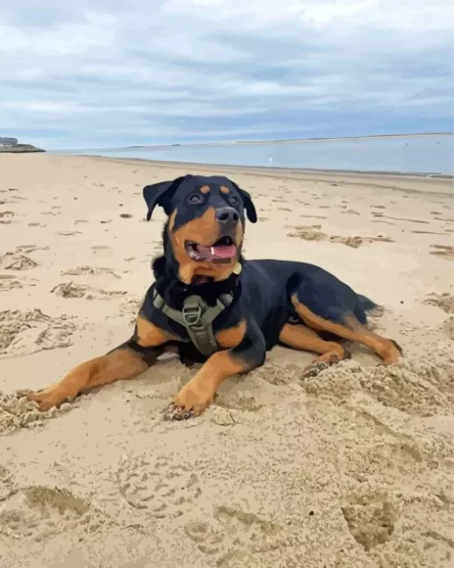 Rottweiler At Beach Paint by Number