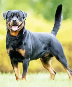 Rottweiler Dog Paint by NumbersRottweiler Dog Paint by Number