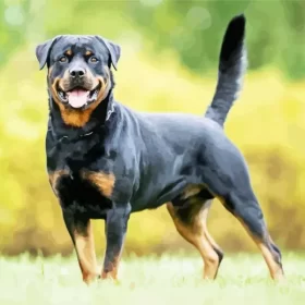 Rottweiler Dog Paint by NumbersRottweiler Dog Paint by Number