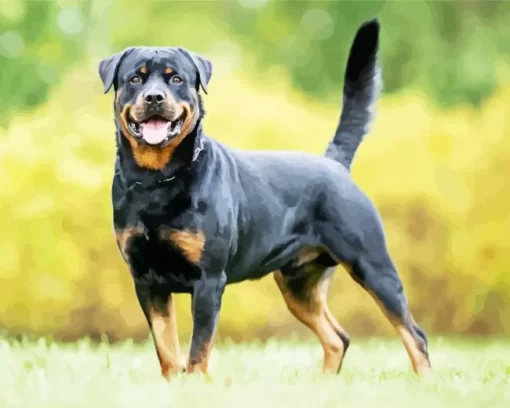 Rottweiler Dog Paint by NumbersRottweiler Dog Paint by Number