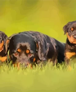 Rottweiler Puppies Paint by Number