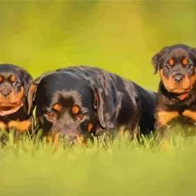 Rottweiler Puppies Paint by Number