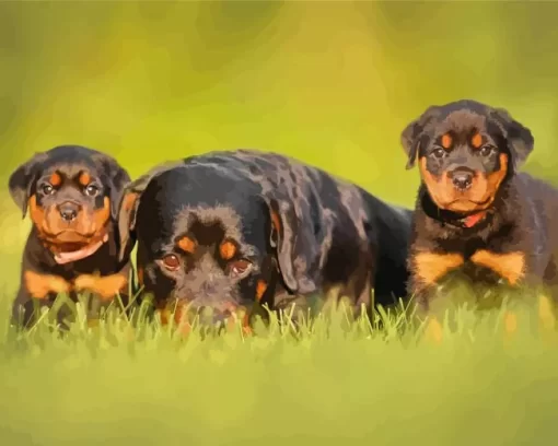 Rottweiler Puppies Paint by Number