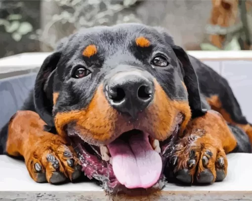 Rottweiler Puppy Paint by Number