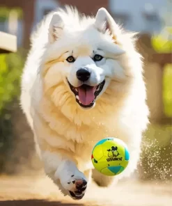 Samoyed Playing Ball Paint by Number