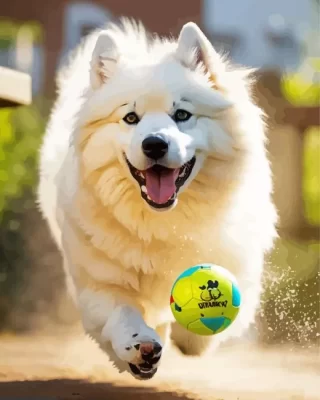 Samoyed Playing Ball Paint by Number