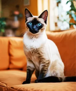 Siamese Cat Animal Paint by Number