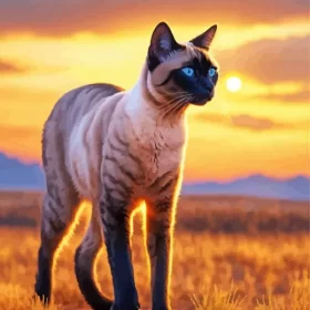 Siamese Cat Sunset Paint by Number