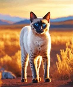 Siamese Cat Pet Paint by Number