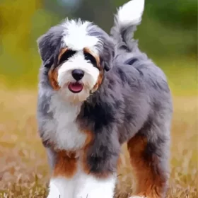 Aesthetic Bernedoodle Puppy Paint by Number