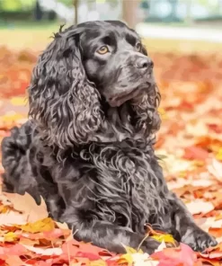 Autumn Boykin Spaniel Paint by Number