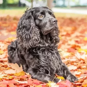 Autumn Boykin Spaniel Paint by Number