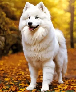 Autumn Samoyed Paint by Numbers