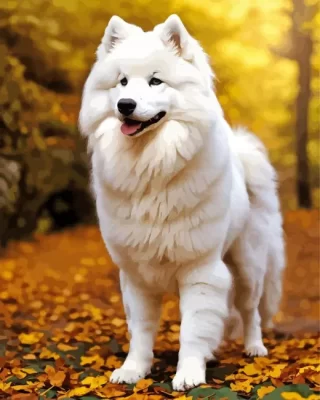 Autumn Samoyed Paint by Numbers