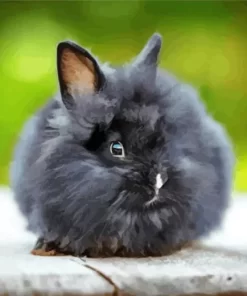 Black Angora Rabbit Paint by Number