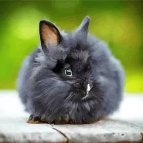 Black Angora Rabbit Paint by Number