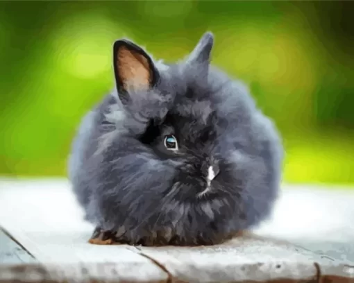 Black Angora Rabbit Paint by Number