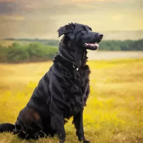 Black Boykin Spaniel Dog Paint by Number