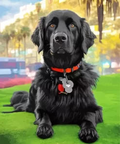 Black Boykin Spaniel Dog Paint by Number