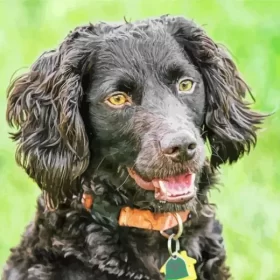 Black Boykin Spaniel Paint by Number