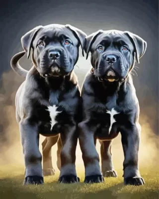 Black Cane Corso Dogs Paint by Number