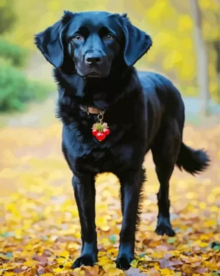 Black Newfoundland Paint by Numbers