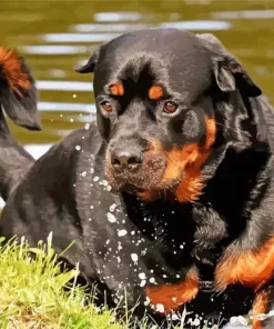 Black Rottweiler Animal Paint by Number