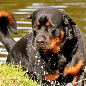 Black Rottweiler Animal Paint by Number