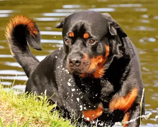 Black Rottweiler Animal Paint by Number