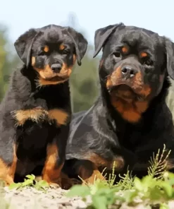 Black Rottweiler Dogs Paint by Number