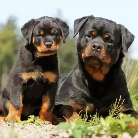 Black Rottweiler Dogs Paint by Number