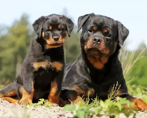 Black Rottweiler Dogs Paint by Number