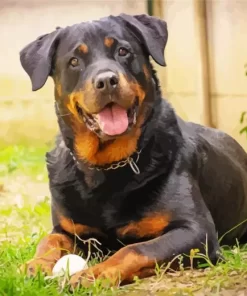 Black Rottweiler Paint by Number